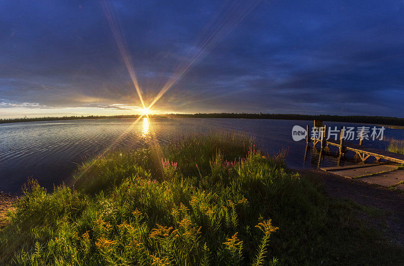 Marl Lake Loosestrife和golden花Sunrise